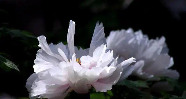 白牡丹花语（探寻白牡丹花语的深层含义）