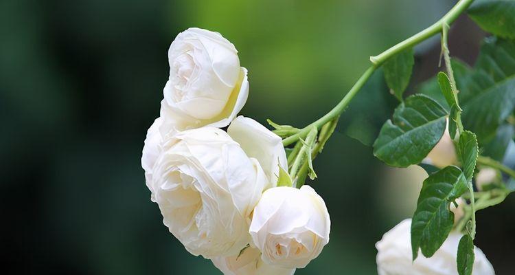白色月季花的美丽与象征意义（探索白色月季花的花语与文化内涵）