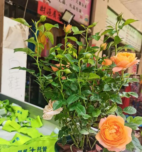 善良之花（探寻自然中的善良之美）