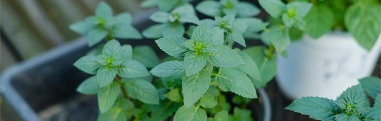 薄荷的花语（清新香气与内在治愈力量）