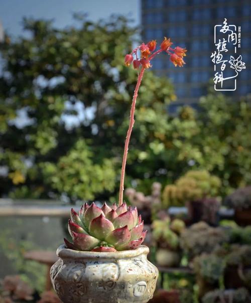 狮子座代表花——向日葵的魅力（阳光）