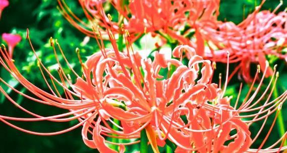 以彼岸花的花语（揭示彼岸花的含义与象征）
