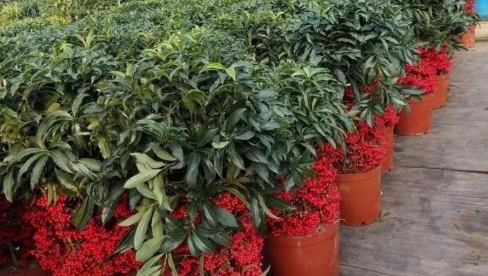 喜庆植物大全——给家中增添节日气息（了解喜庆植物）