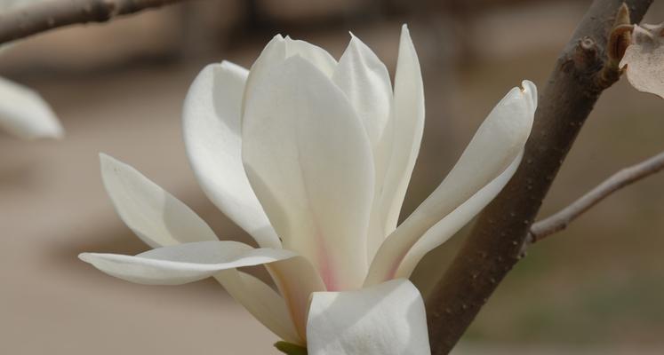 春天的花开如诗（缤纷盛放）