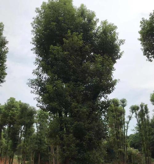 丛生香樟的魅力（一种生长繁茂的植物及其意义）