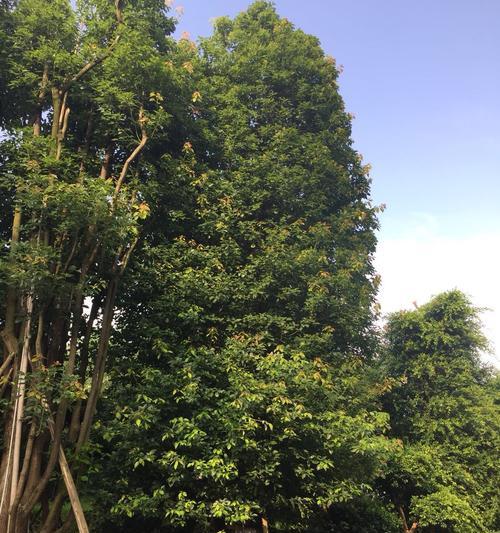 丛生香樟的魅力（一种生长繁茂的植物及其意义）