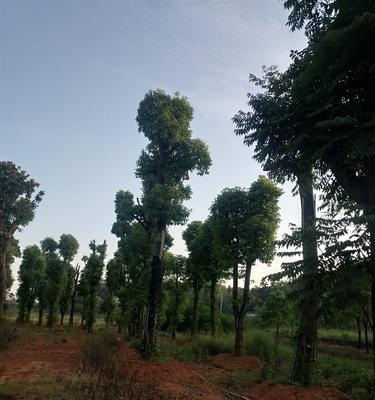 丛生香樟的魅力（一种生长繁茂的植物及其意义）