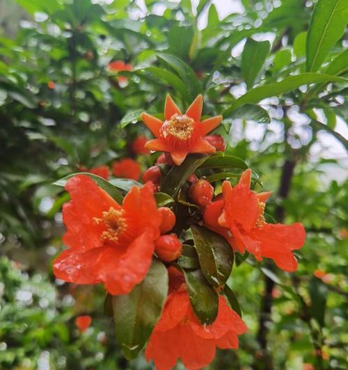 向死而生的花，勇敢绽放（探寻花的生命力与意义）