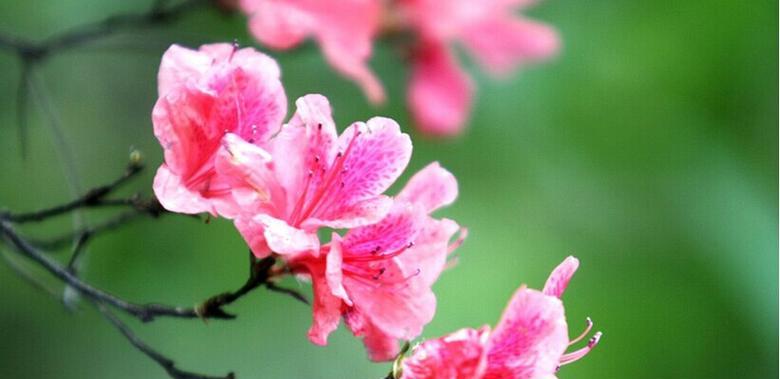 杜鹃花的花语和象征意义（揭秘杜鹃花背后的隐含信息）