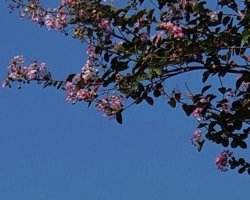 代表意难平的花（花中“君子”的标志）