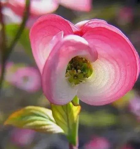 探秘优雅神秘的花（揭开花的神秘面纱）