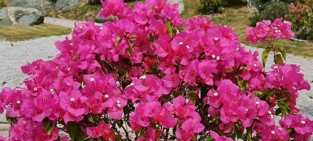 代表友谊的植物——芙蓉花