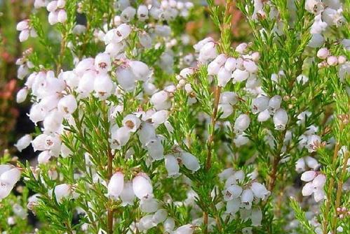花祝愿代表早日康复（鲜花与美好祝福伴随代表的康复之路）
