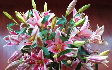 花祝愿代表早日康复（鲜花与美好祝福伴随代表的康复之路）