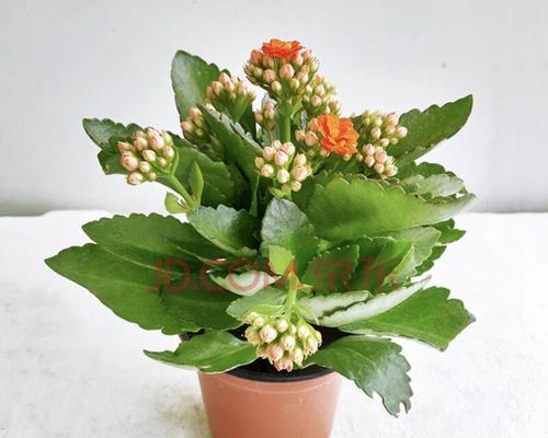 长寿代表植物（探究长生不老秘方）