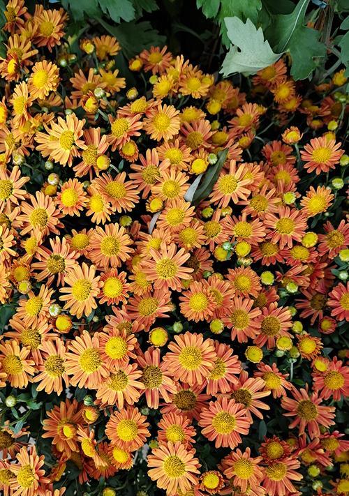 中秋佳节花香四溢（探寻代表中秋的花）
