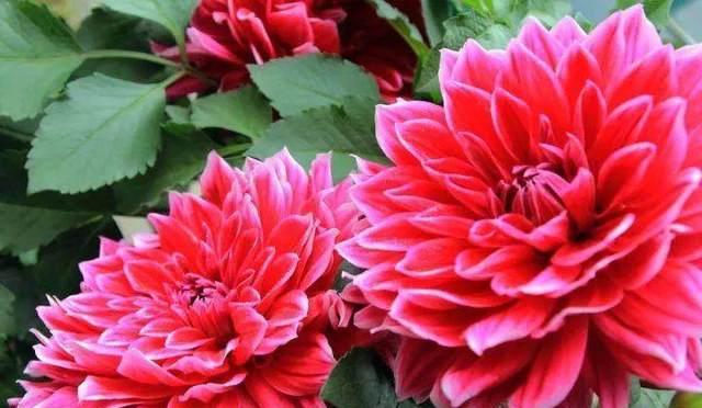 中秋佳节花香四溢（探寻代表中秋的花）