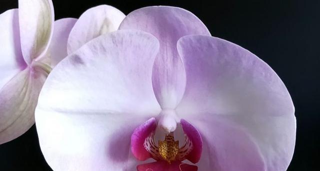 中秋佳节花香四溢（探寻代表中秋的花）