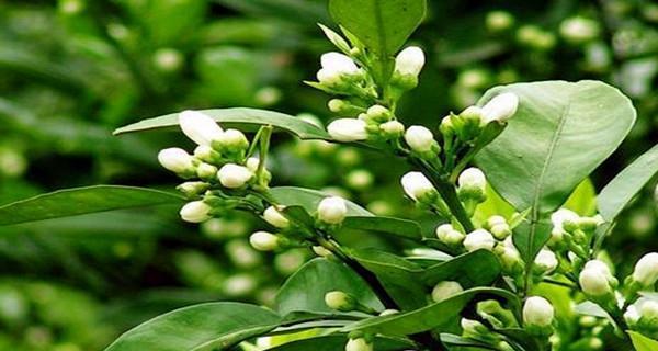 代代花：一种华美的多年生观赏植物
