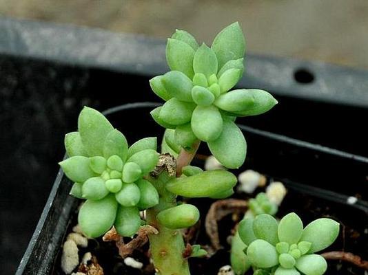 代森锰锌（有效提升多肉生长）