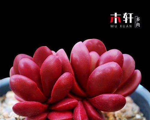 刺破天际的多肉世界（探秘多肉中的刺状物种）