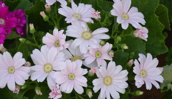 瓜叶菊的花语及其意义（传递爱与喜悦的花语之美）