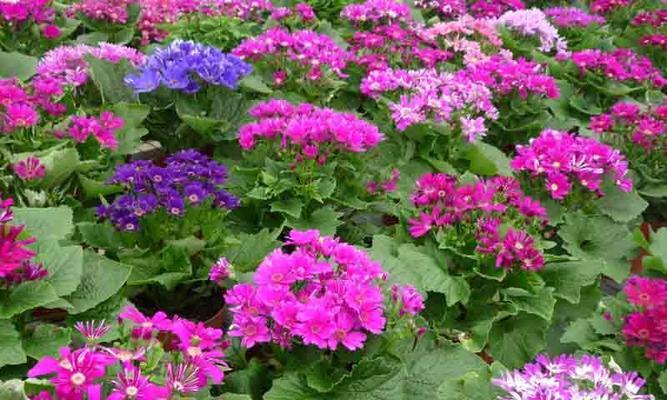 瓜叶菊的花语及其意义（传递爱与喜悦的花语之美）