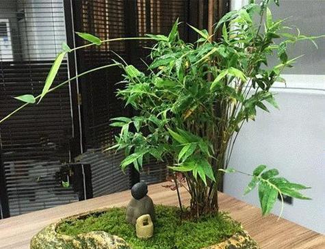 探秘竹子类盆栽的种类和养护方法（让家中更有生机）