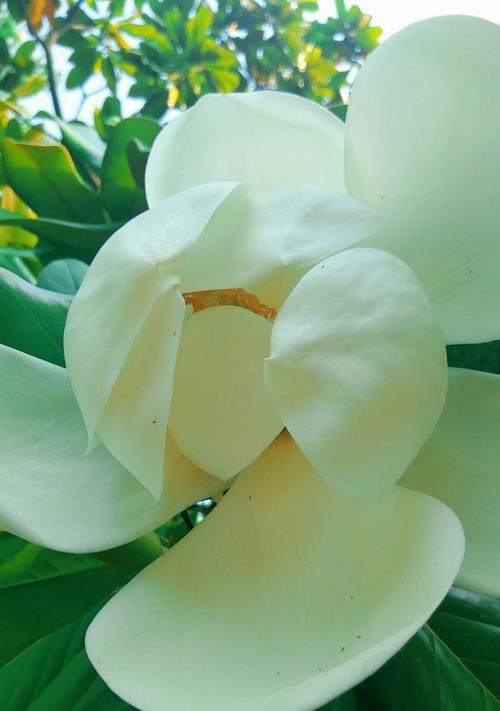 广玉兰花（广玉兰花的花语与寓意）