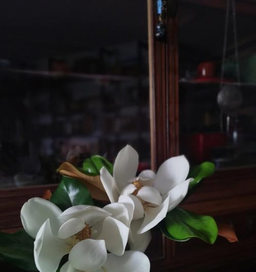 广玉兰花（广玉兰花的花语与寓意）