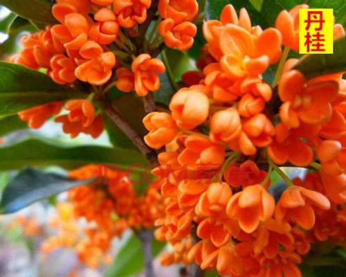 丹桂花开多久（探秘丹桂花的花期和品种）