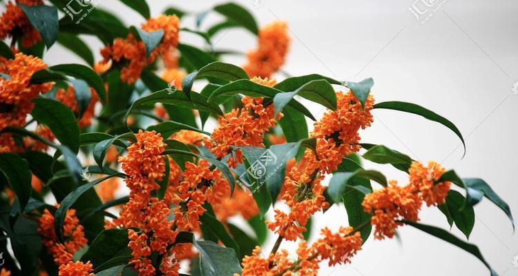 丹桂的花期与开花次数（一年内开花频次及影响因素）