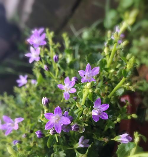 怎么应对丹麦风铃花谢了（从养护到处理）