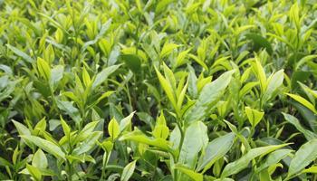 探秘单丛属于什么茶（品鉴单丛茶的好处和饮用方法）