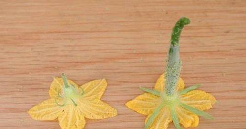 探秘单性花的植物奥秘（解析单性花的生殖方式）