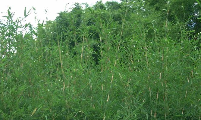 单子叶植物（探索单子叶植物的生态奥秘）