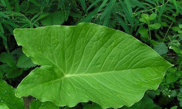 单子叶植物（探索单子叶植物的生态奥秘）