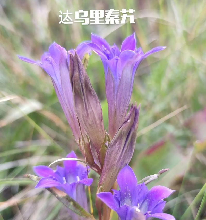 胆草——一种古老而神奇的中药材（揭秘胆草的学名）
