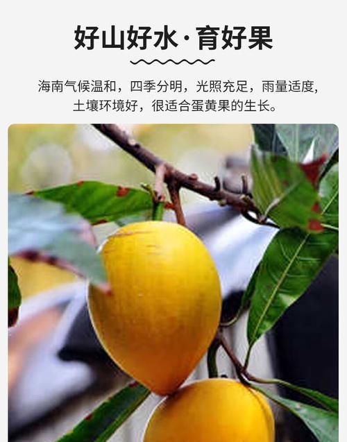 哪里产的蛋黄果最好（来自热带地区的甜蜜美味）