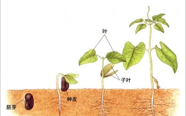 如何种植蛋黄果种子（蛋黄果种子种植详解）