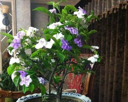 蛋黄浇花好处大（多用途蛋黄）