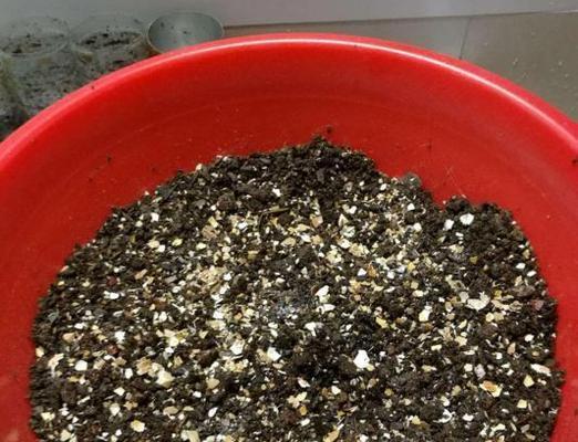 熟鸡蛋壳可以变废为宝，打造花卉宝地（用鸡蛋壳打造有机肥料）