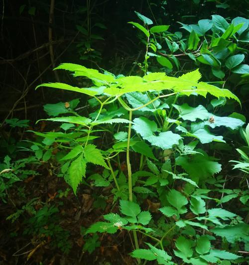 当归黄叶病的原因及治疗（探究当归黄叶病成因）