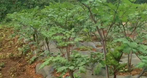 当归的生长环境条件及特点（探讨当归的生长条件和特性）