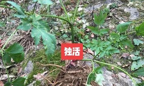 当归的别名及其功效：揭开中药当归的神秘面纱