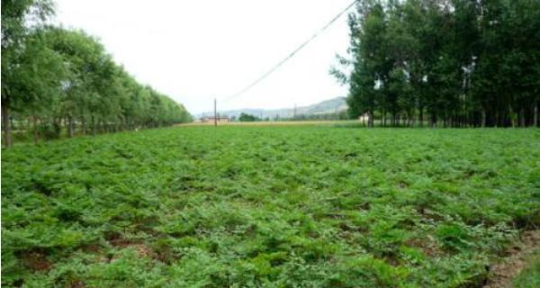 当归种植条件与适宜气候（从土壤到气候）