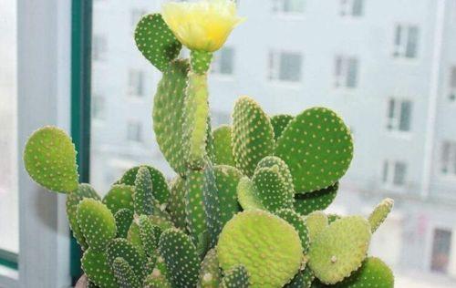 赏花季节，品香红绿（春日花海）