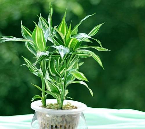 挡煞风水植物大全（15种植物帮你招财进宝、避邪驱煞）