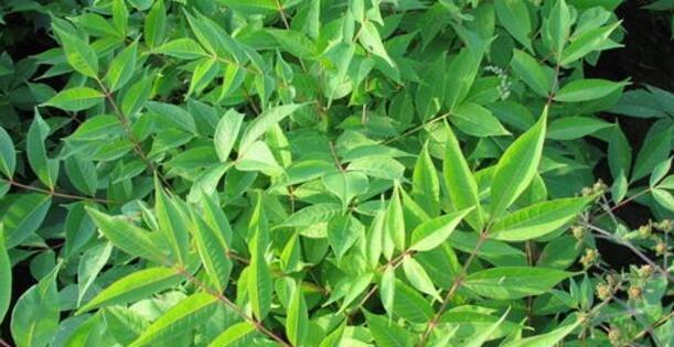 党参种植时间选择的重要性（掌握适宜的种植时间）