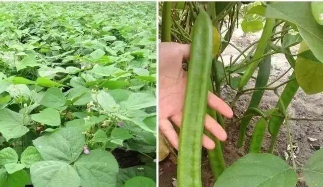 探秘刀豆的健康之道（发掘刀豆的营养价值与美食体验）